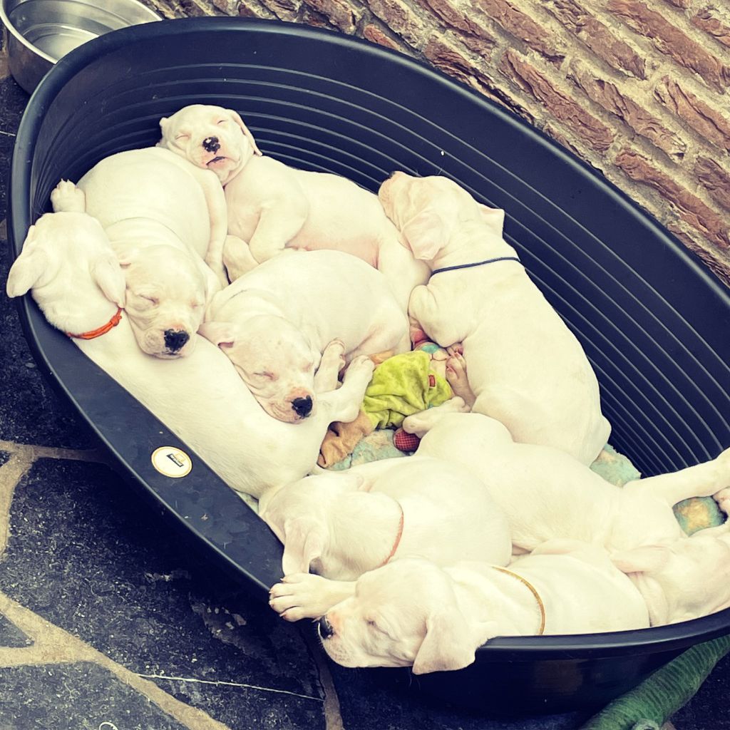 Casa De Los Guerreros Blancos - Chiots DOGO ARGENTINO disponibles de suite en Belgique