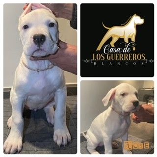 Casa De Los Guerreros Blancos - Chiot disponible  - Dogo Argentino
